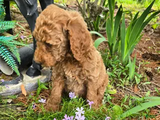 Goldendoodle dogs Goldendoodle Puppy 9 - Ad 42