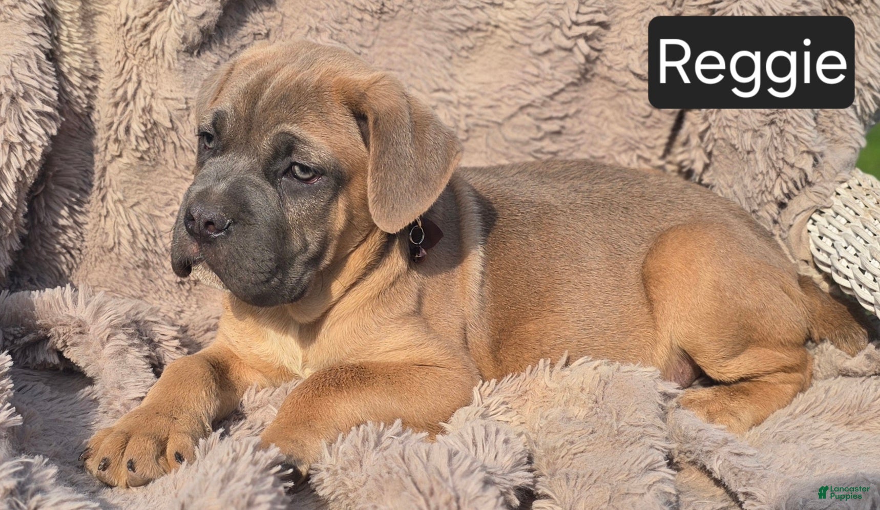 Cane Corso dogs *ON HOLD* Reggie - Ad 2