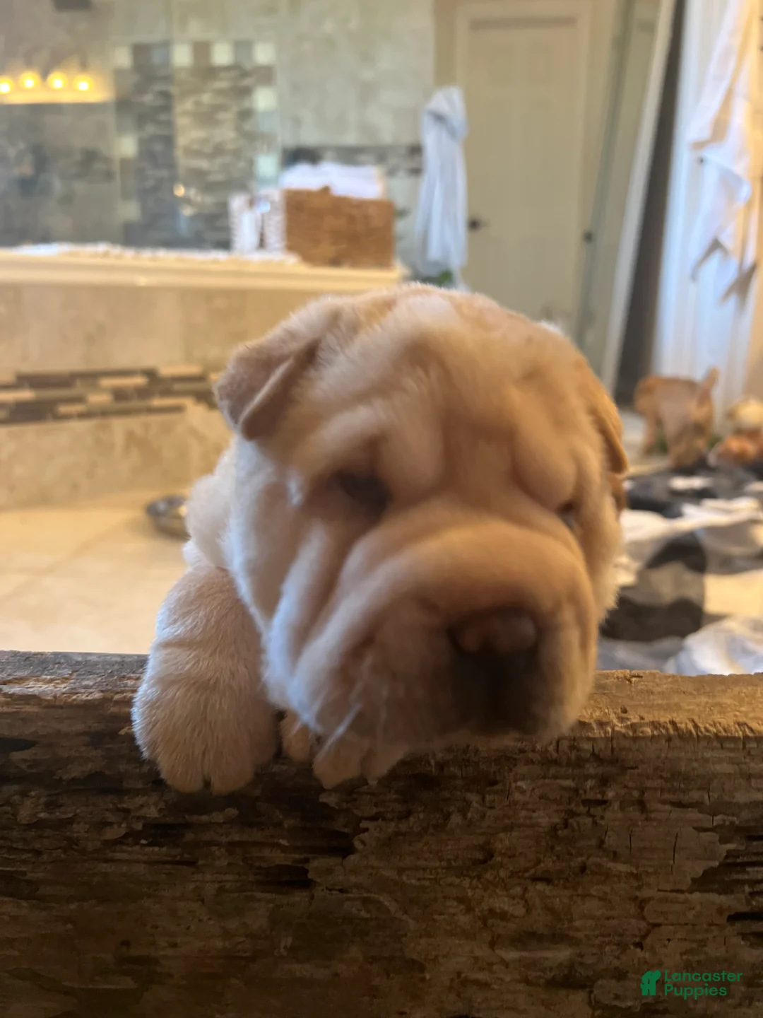 Shar Pei dogs for sale: Shar Pei Puppy 6 - Ad 7