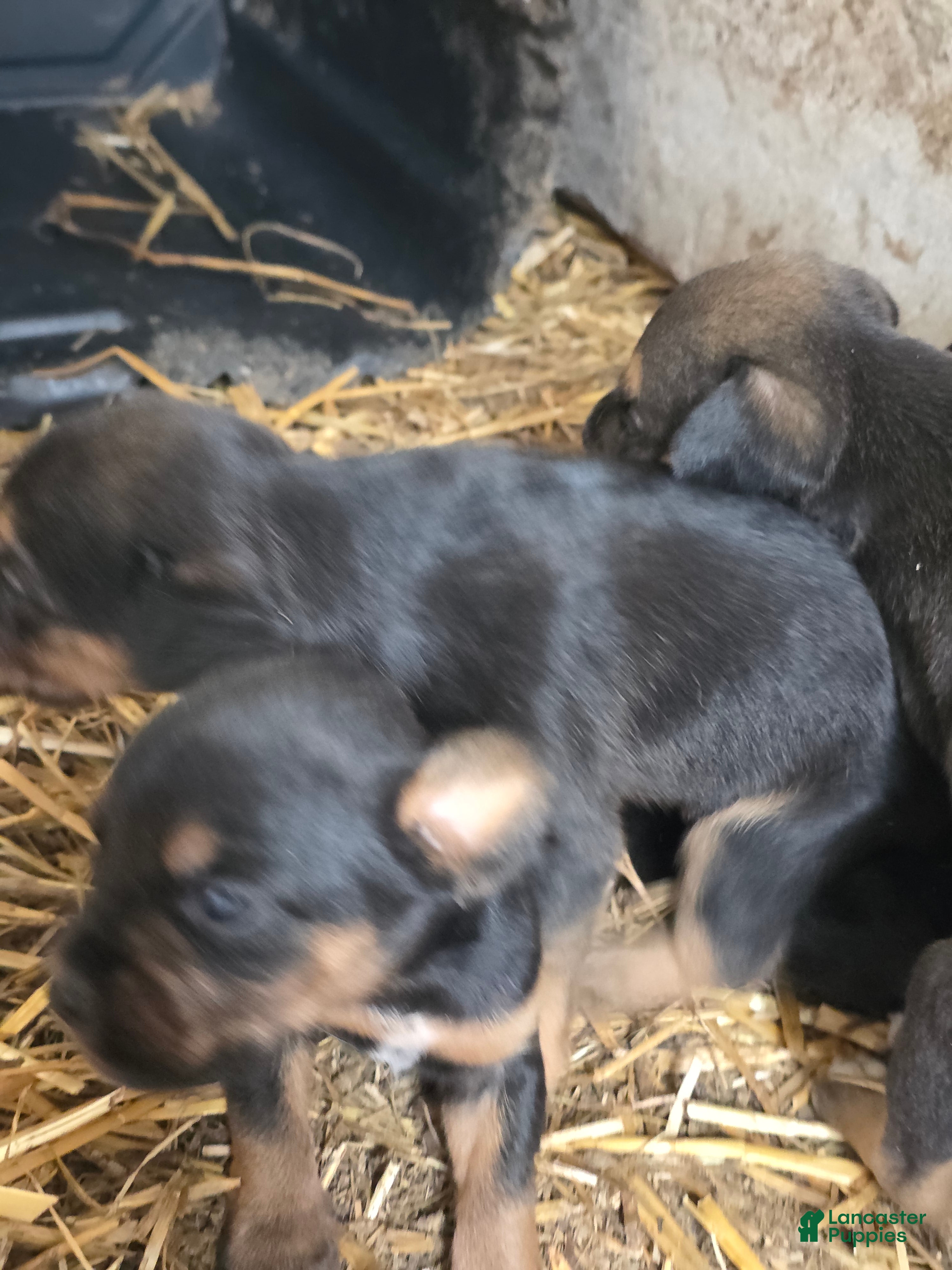 Mixed Breed dogs Mixed Breed 2 - Ad 36