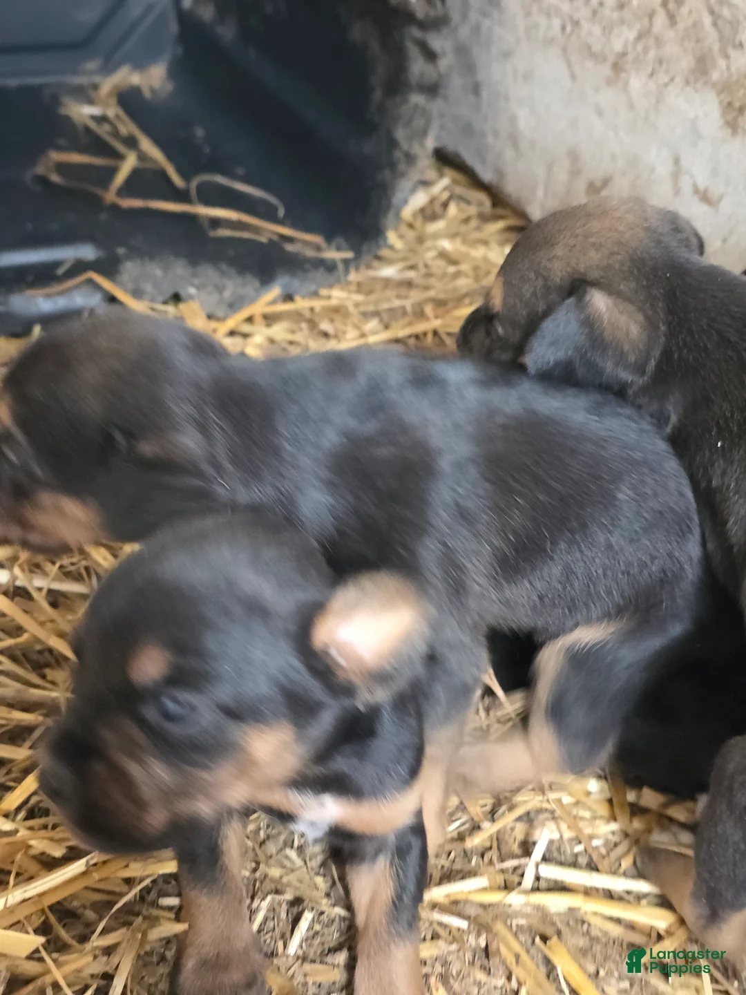 Mixed Breed dogs for sale: Mixed Breed 2 - Ad 1