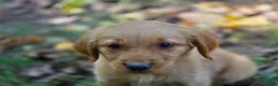 Golden Retriever dogs for sale: Jo Golden Retriever  - Ad 10