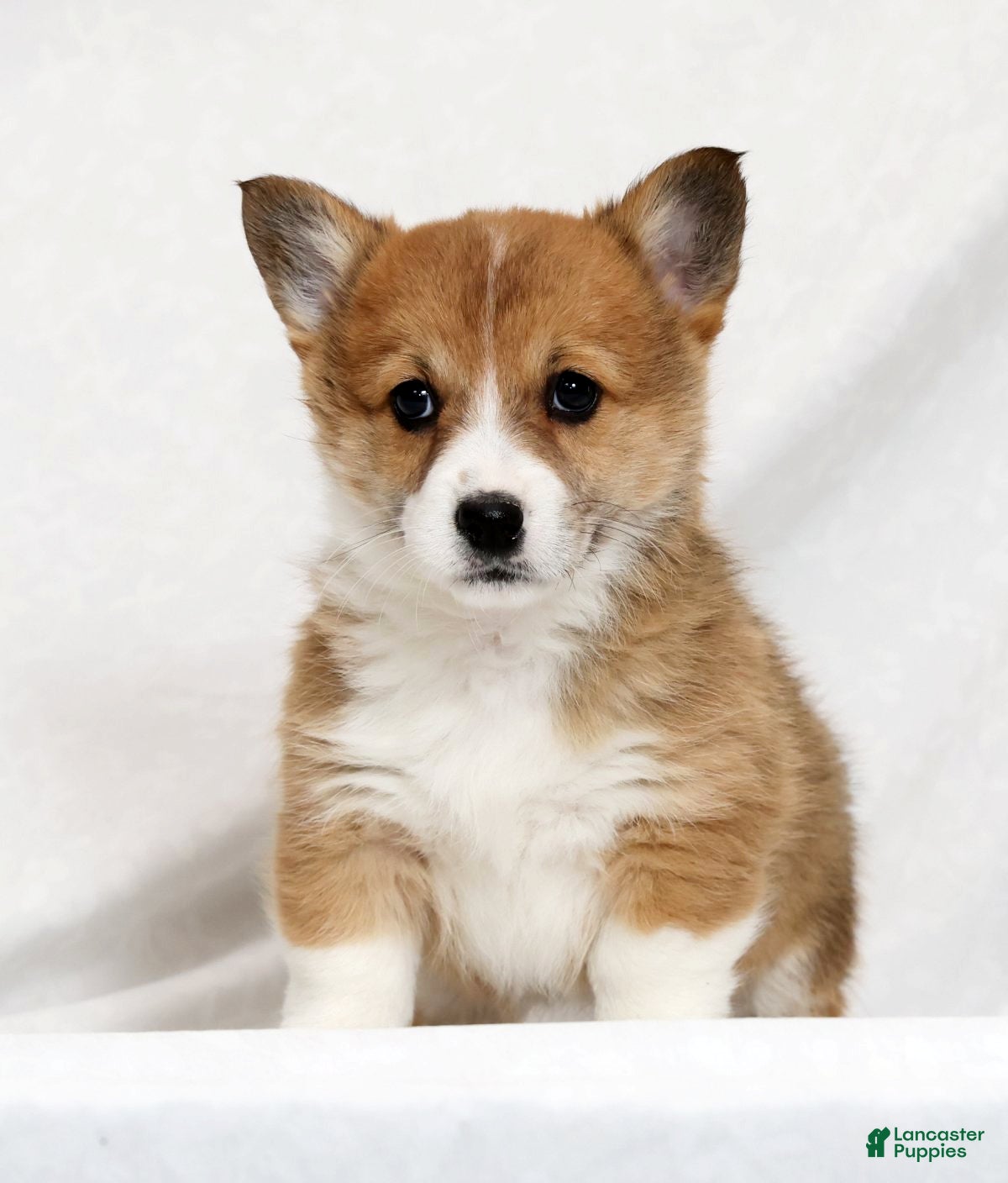 Welsh Corgi Pembroke dogs Joy - Ad 2