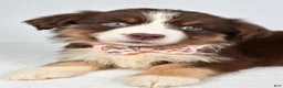Miniature Australian Shepherd dogs for sale: Fiona - Ad 3
