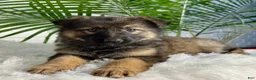 German Shepherd dogs for sale: Oakley - Ad 4