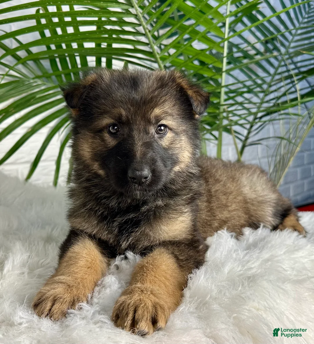German Shepherd dogs for sale: Oakley - Ad 4