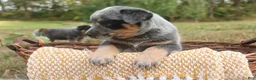 Australian Cattle Dog dogs for sale: Charlie - Ad 2