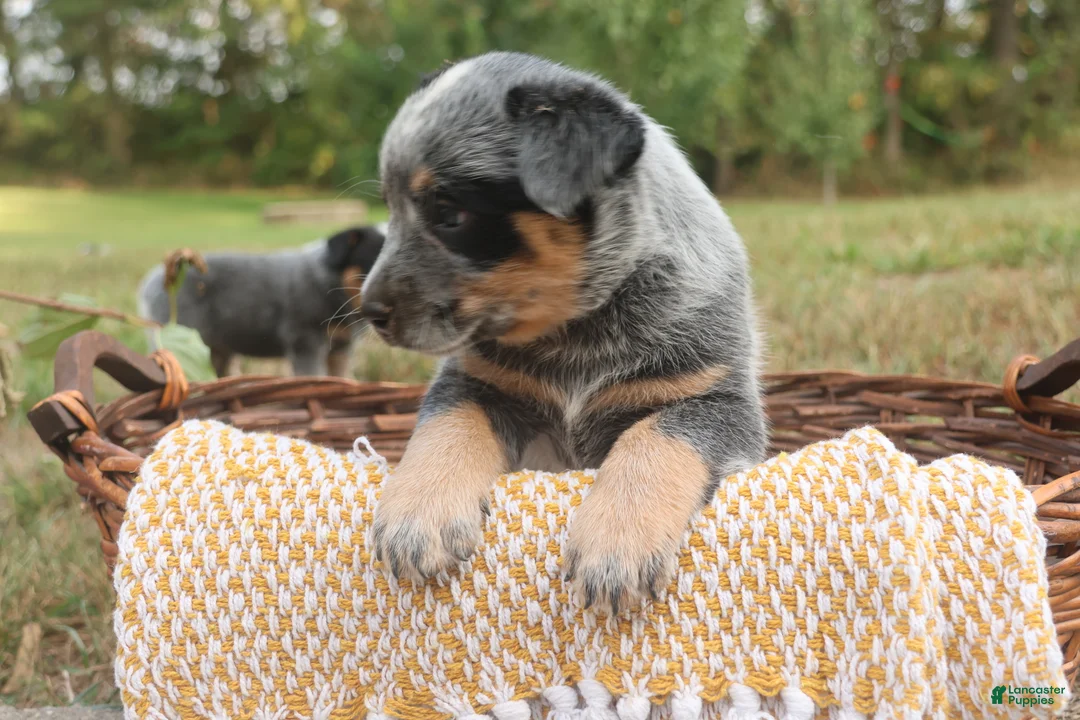 Australian Cattle Dog dogs for sale: Charlie - Ad 2