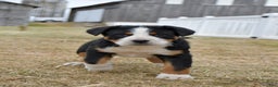 Greater Swiss Mountain Dog dogs for sale: Ember  - Ad 3