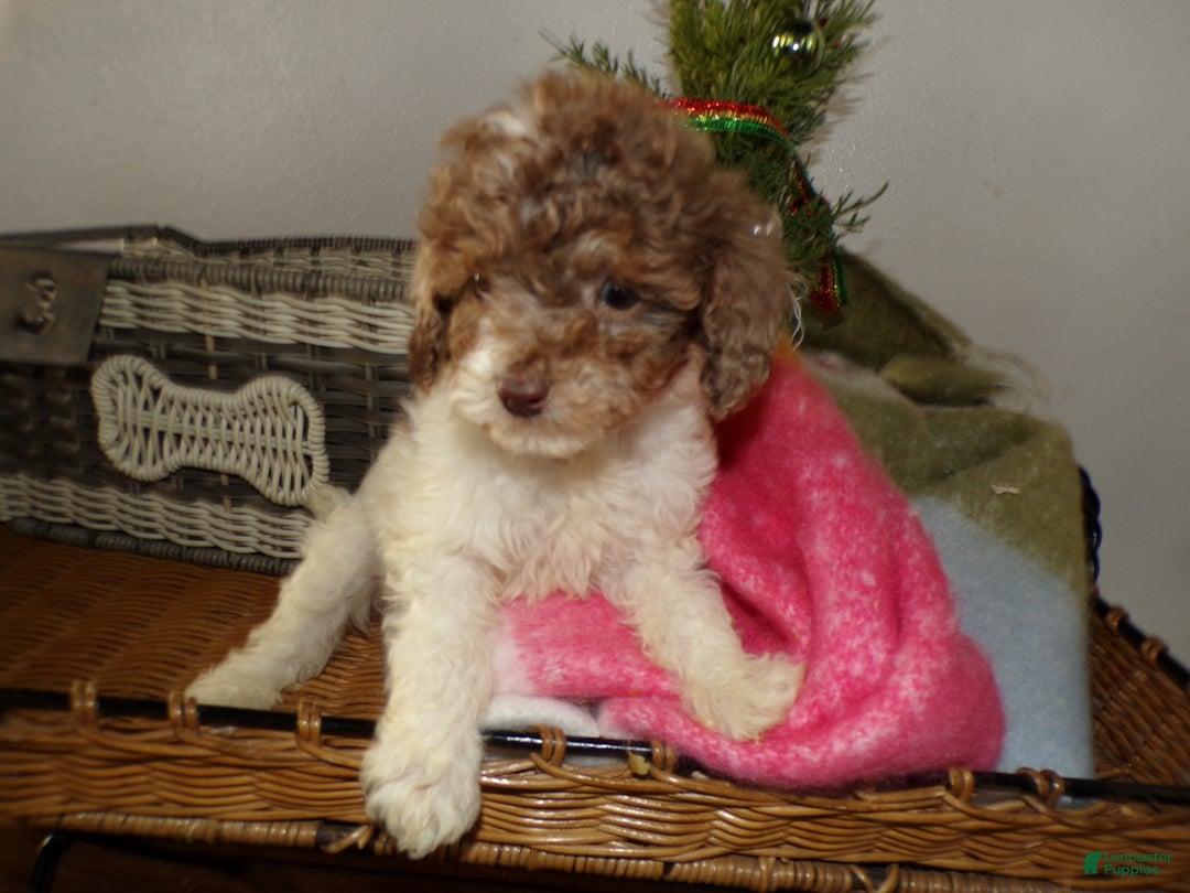 Toy Poodle dogs for sale: Toy Poodle Puppy 2 Damon - Ad 2