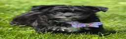 Morkie dogs for sale: Zoey - Ad 6