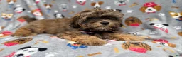 Shihpoo dogs for sale: Drake - Ad 5