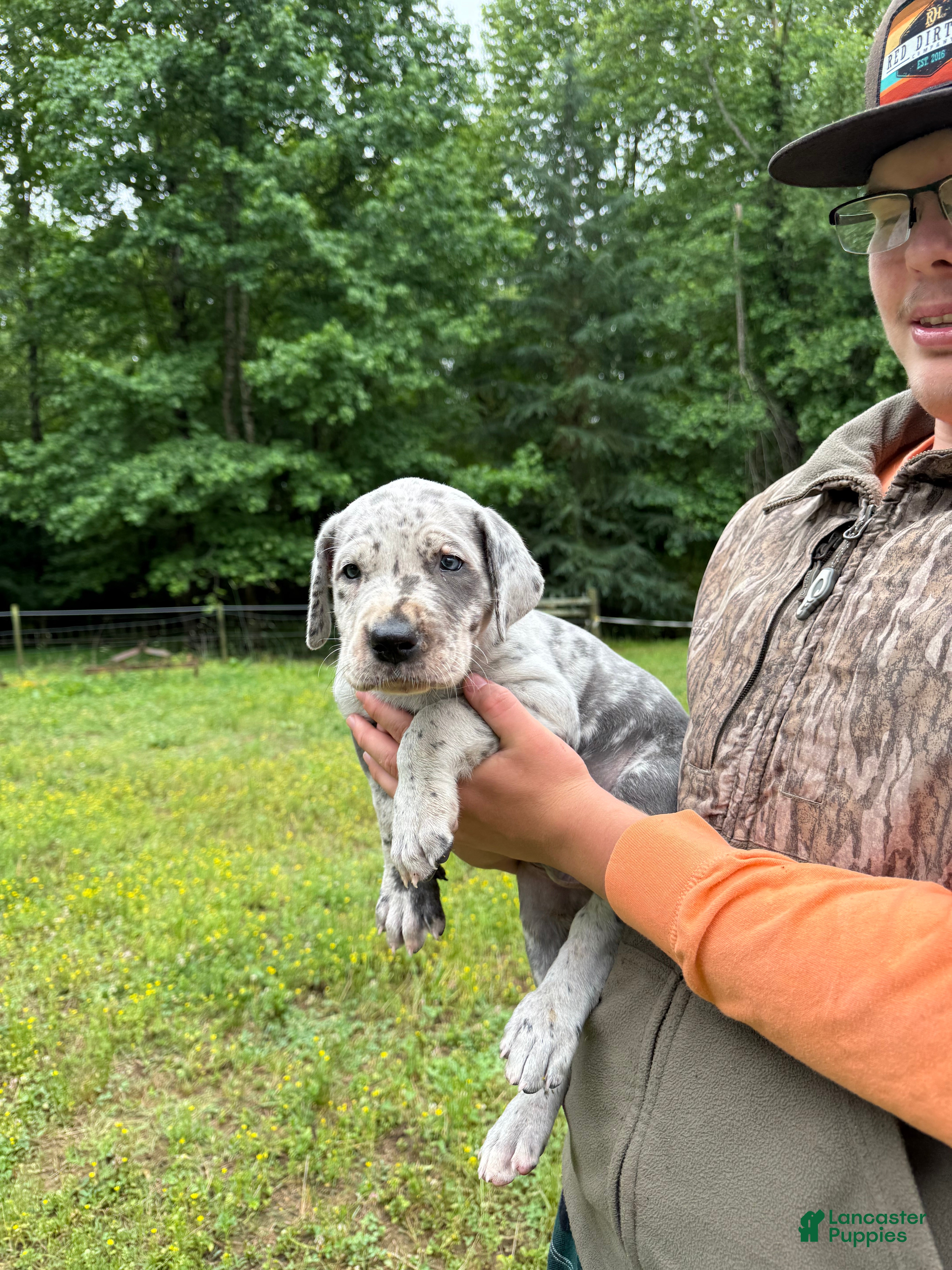 Great Dane dogs Great Dane Puppy 1 - Ad 12