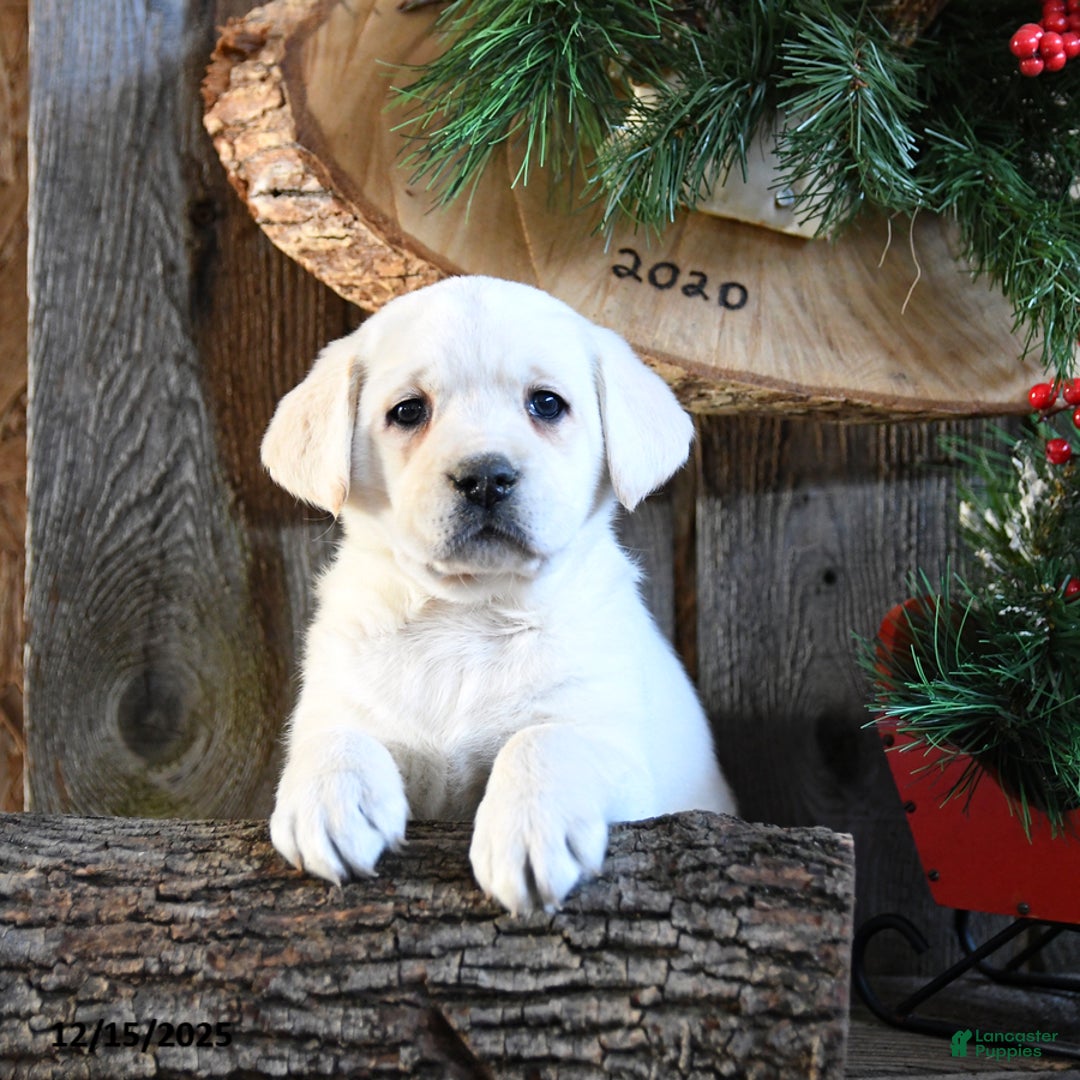 Labrador Retriever dogs for sale: Starlight - Ad 1