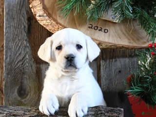 Labrador Retriever dogs Starlight - Ad 4