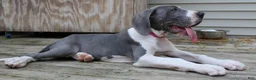 Great Dane dogs for sale: Diamond - Ad 18