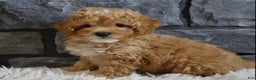 Toy Poodle dogs for sale: Murphy  - Ad 2