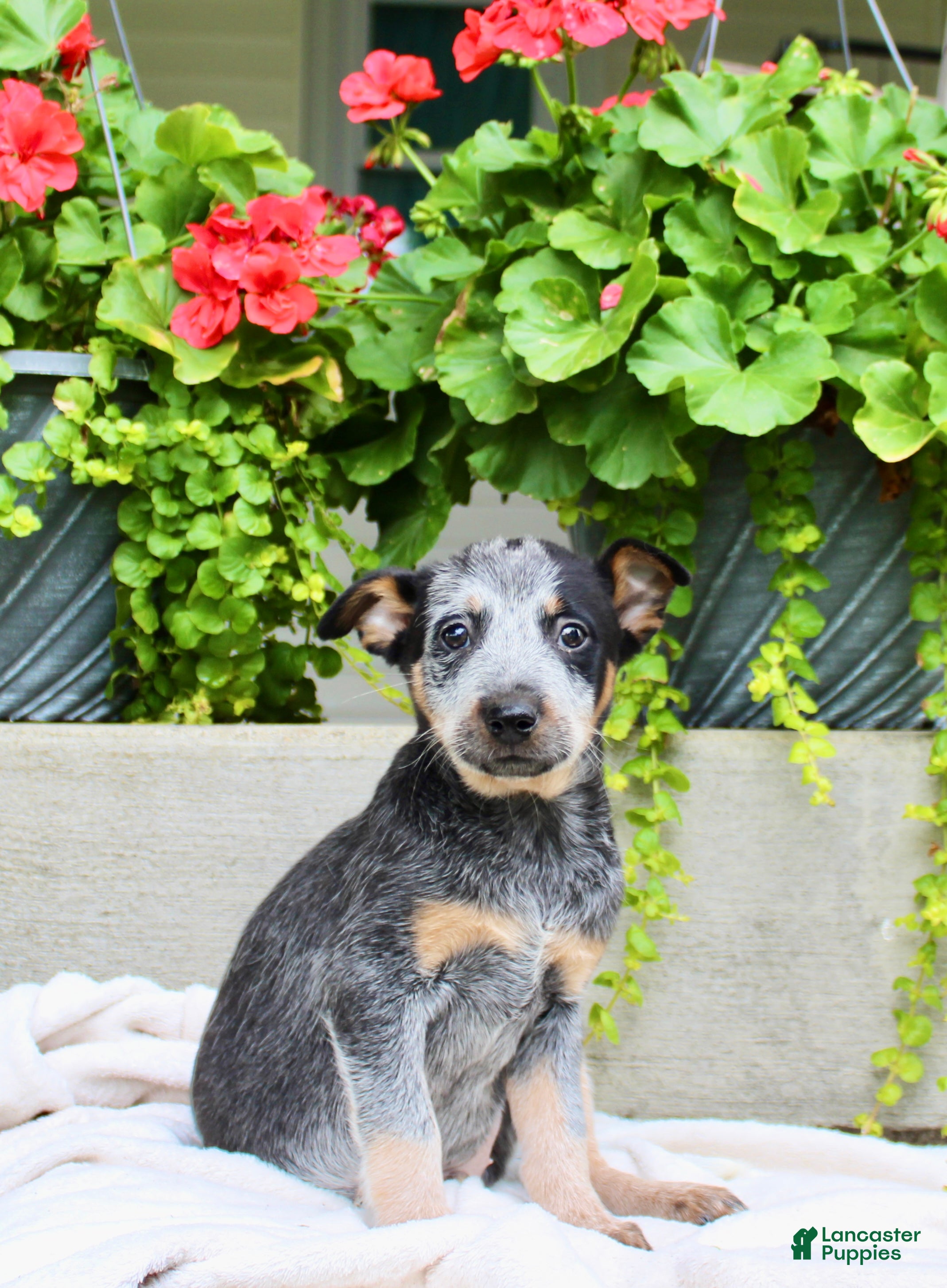 Australian Cattle Dog dogs Captain - Ad 2