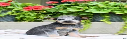 Australian Cattle Dog dogs for sale: Captain - Ad 2