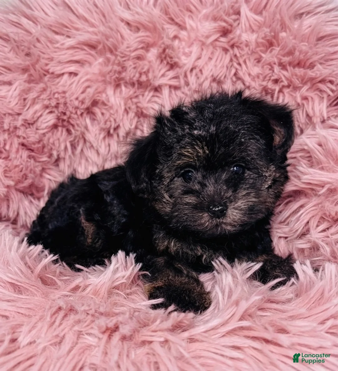 Maltipoo dogs for sale: Maltipoo 1 - Ad 9