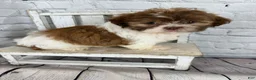 Shih Tzu dogs for sale: Chip - Ad 10