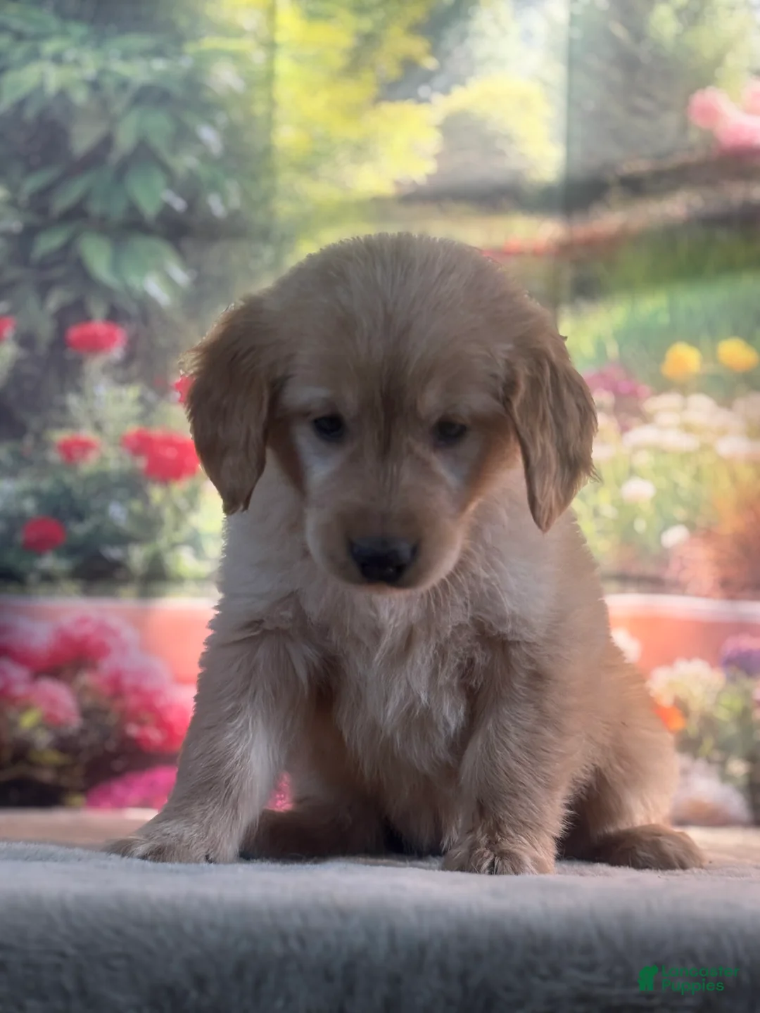 Golden Retriever dogs for sale: Nella - Ad 1