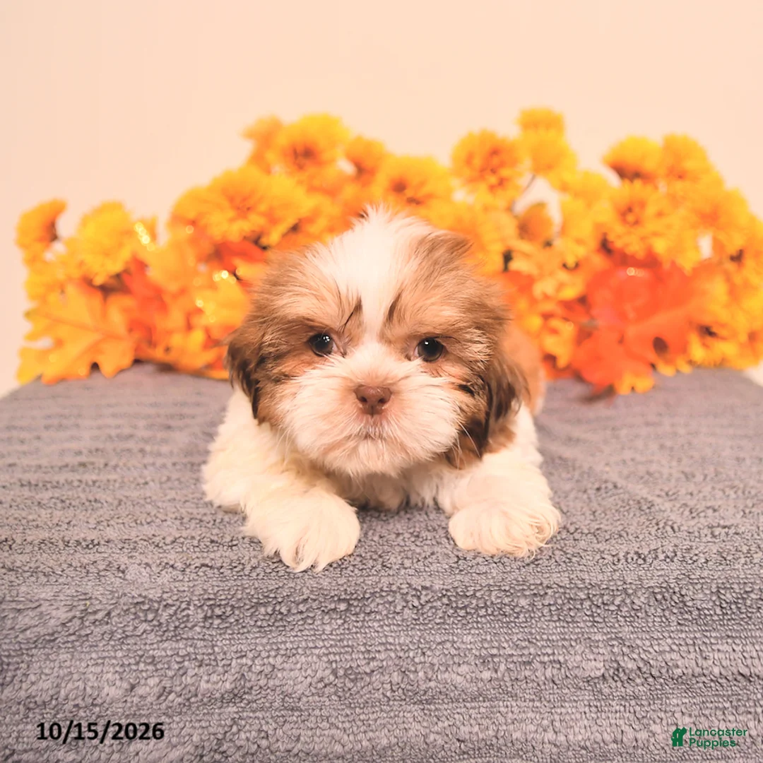Shih Tzu dogs for sale: Lance  - Ad 5