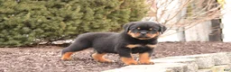 Rottweiler dogs for sale: Mason - Ad 2
