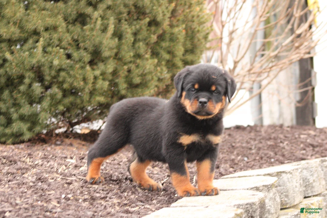 Rottweiler dogs for sale: Mason - Ad 2