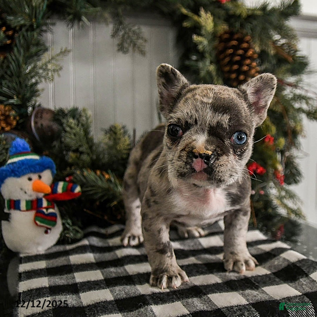 French Bulldog dogs for sale: Snuggles    - Ad 5