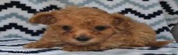 Maltipoo dogs for sale: Dora  - Ad 4