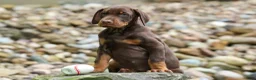 Doberman Pinscher dogs for sale: Gus 🐾 - Ad 13