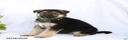 German Shepherd dogs for sale: Ramona - Ad 5