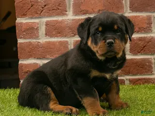 Rottweiler dogs for sale: Rocky - Ad 3