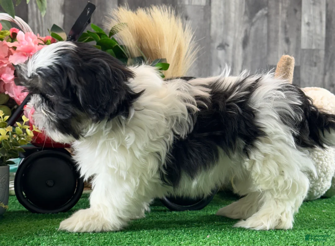 Shih Tzu dogs for sale: Smokey  - Ad 8