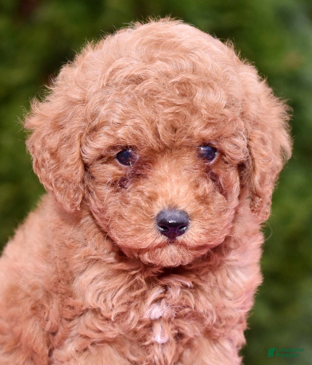 Miniature Poodle dogs for sale: Gracie - Ad 5