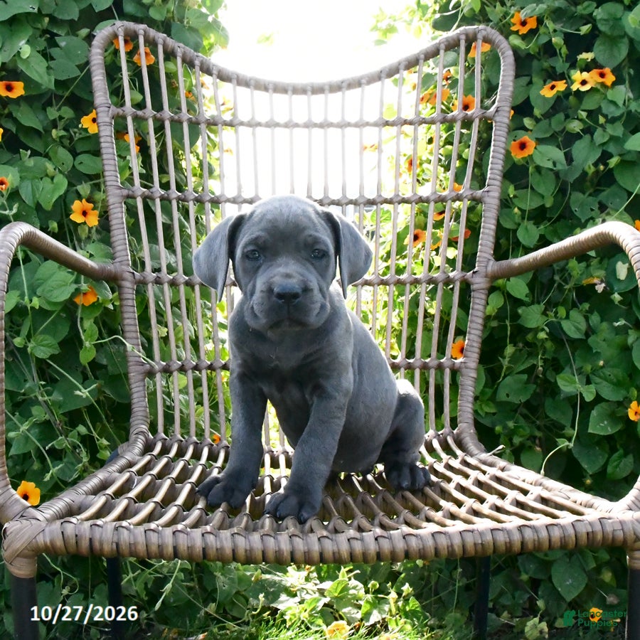 Cane Corso dogs for sale: Mia  - Ad 1