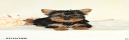 Yorkshire Terrier dogs for sale: Ellie - Ad 4