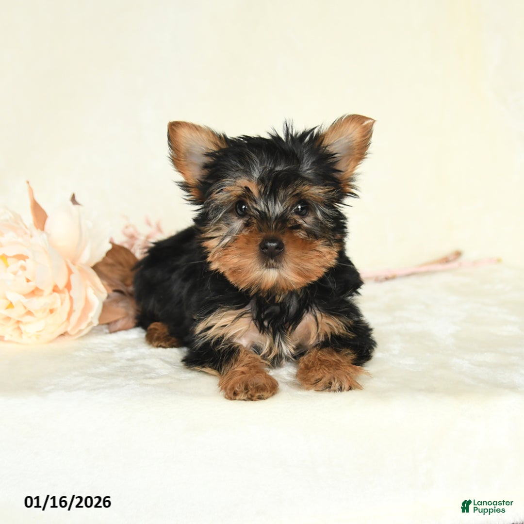 Yorkshire Terrier dogs for sale: Ellie - Ad 4