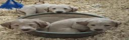 Labradoodle dogs for sale: Labradoodle 1 - Ad 5