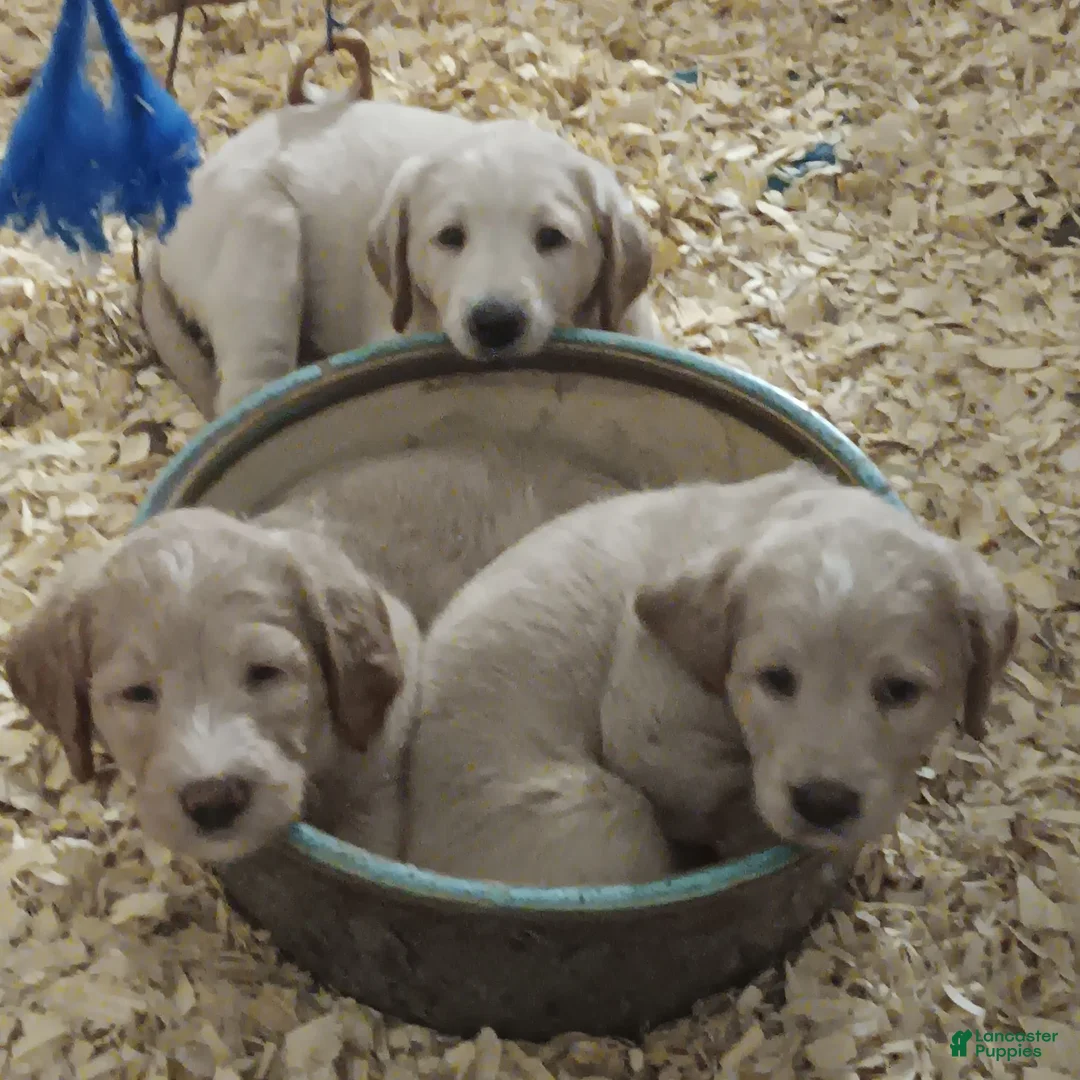 Labradoodle dogs for sale: Labradoodle 1 - Ad 5