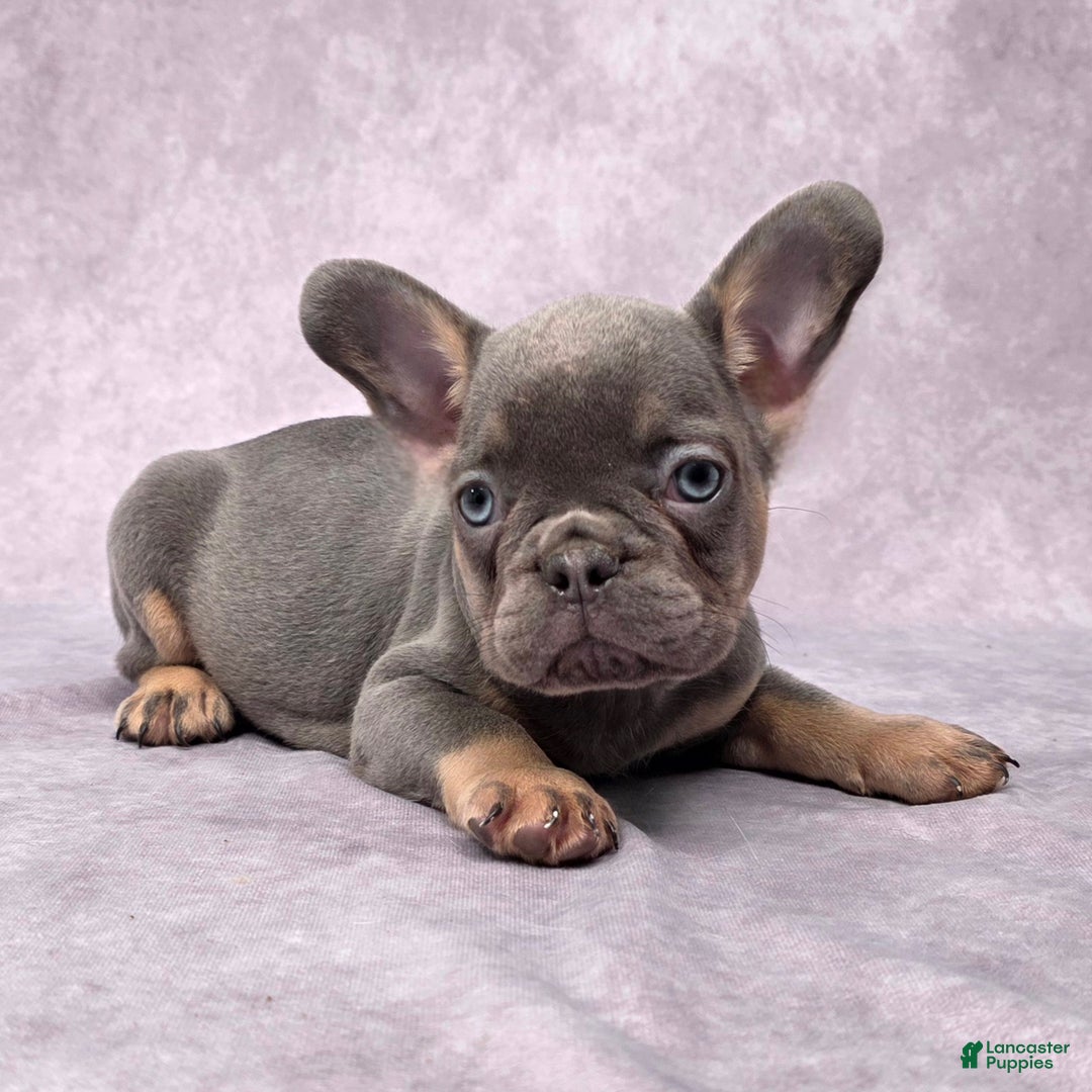 French Bulldog dogs for sale: Leo - Ad 7