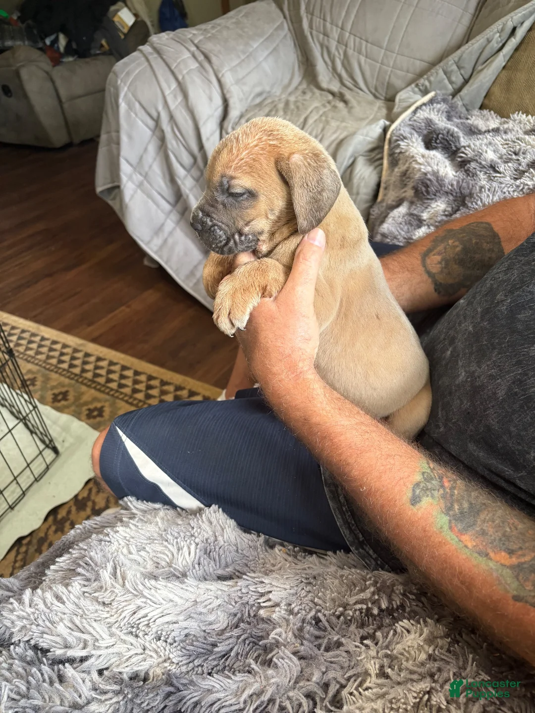 Cane Corso dogs for sale: Bella - Ad 1