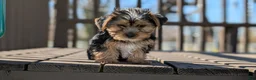Yorkshire Terrier dogs for sale: Axel - Ad 4