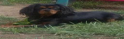 Cavalier King Charles Spaniel dogs for sale: Cavalier King Charles Spaniel 1 - Ad 3