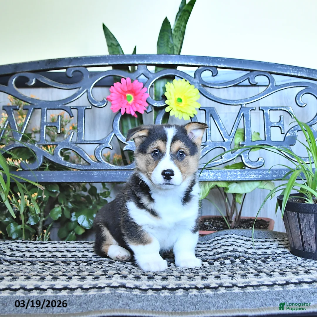 Welsh Corgi Pembroke dogs for sale: Simon - Ad 2