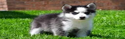 Pomsky dogs for sale: Ozzy - Ad 4