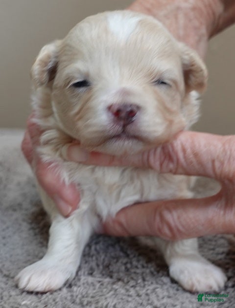 Maltipoo dogs Niko - Ad 19