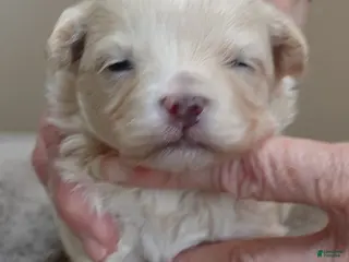 Maltipoo dogs Niko - Ad 19