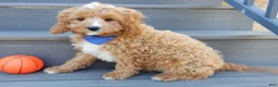 Cavapoo dogs for sale: Thomas - Ad 4